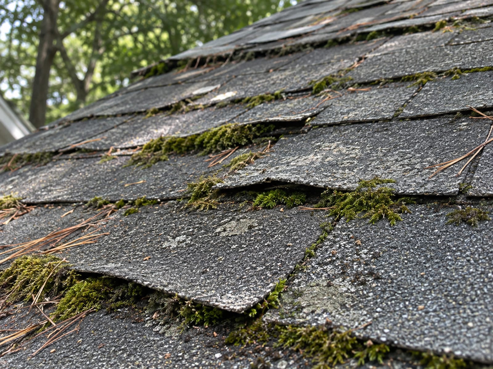 Weathered, curling asphalt shingles with moss along their edges on an older roof